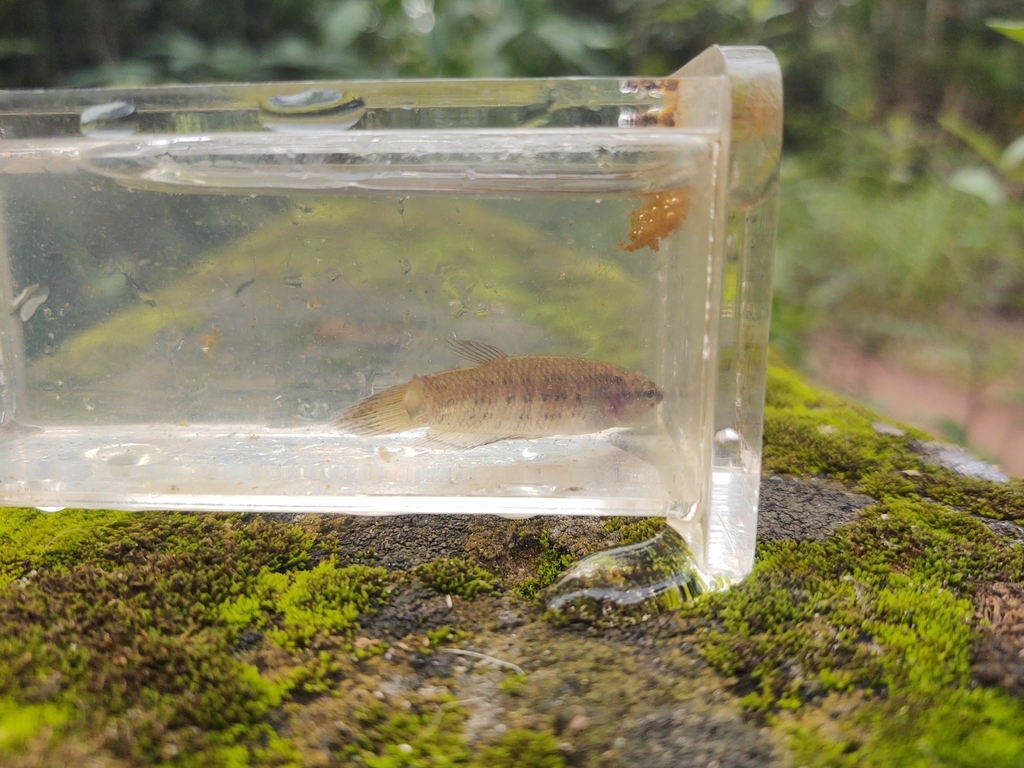 Betta edithae (Betta edithae)