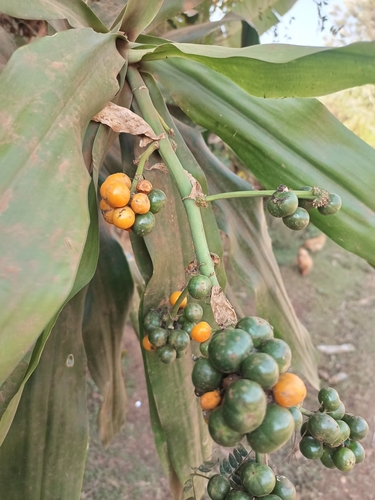 cornstalk dracaena