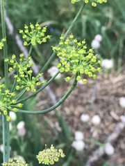 Laserpitium gaudinii