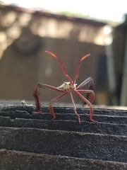 Acanthocephala declivis