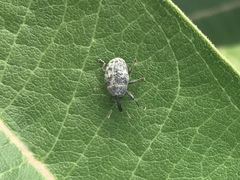 Rhyssomatus lineaticollis