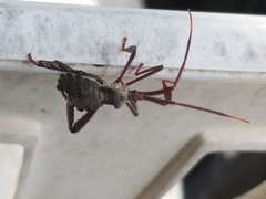 Acanthocephala declivis