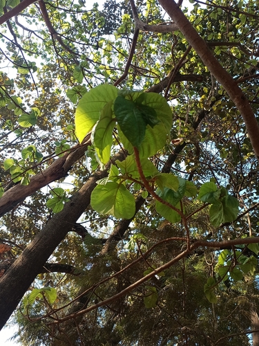 Umbrella Tree Fig