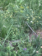 Laserpitium gaudinii