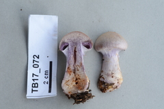 Cortinarius camphoratus