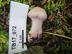 Cortinarius camphoratus