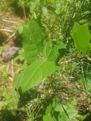 Strophostyles helvola