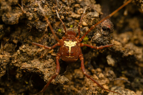 Rhauculus ohausi