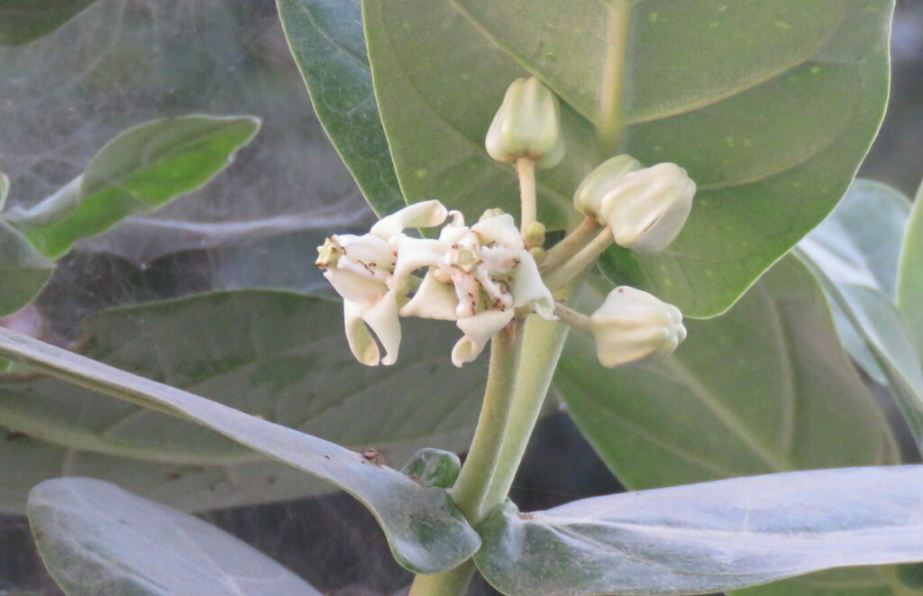 Foto de Flor-de-seda