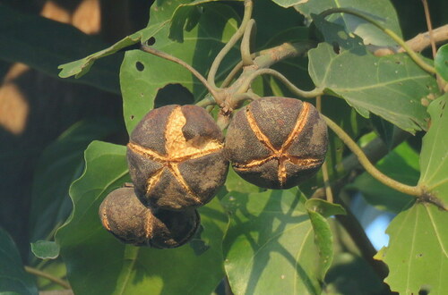 Salseiro