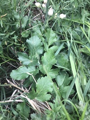 Laserpitium gaudinii