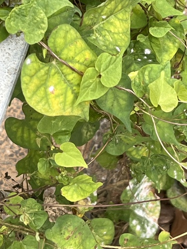 Foto de Sete-léguas