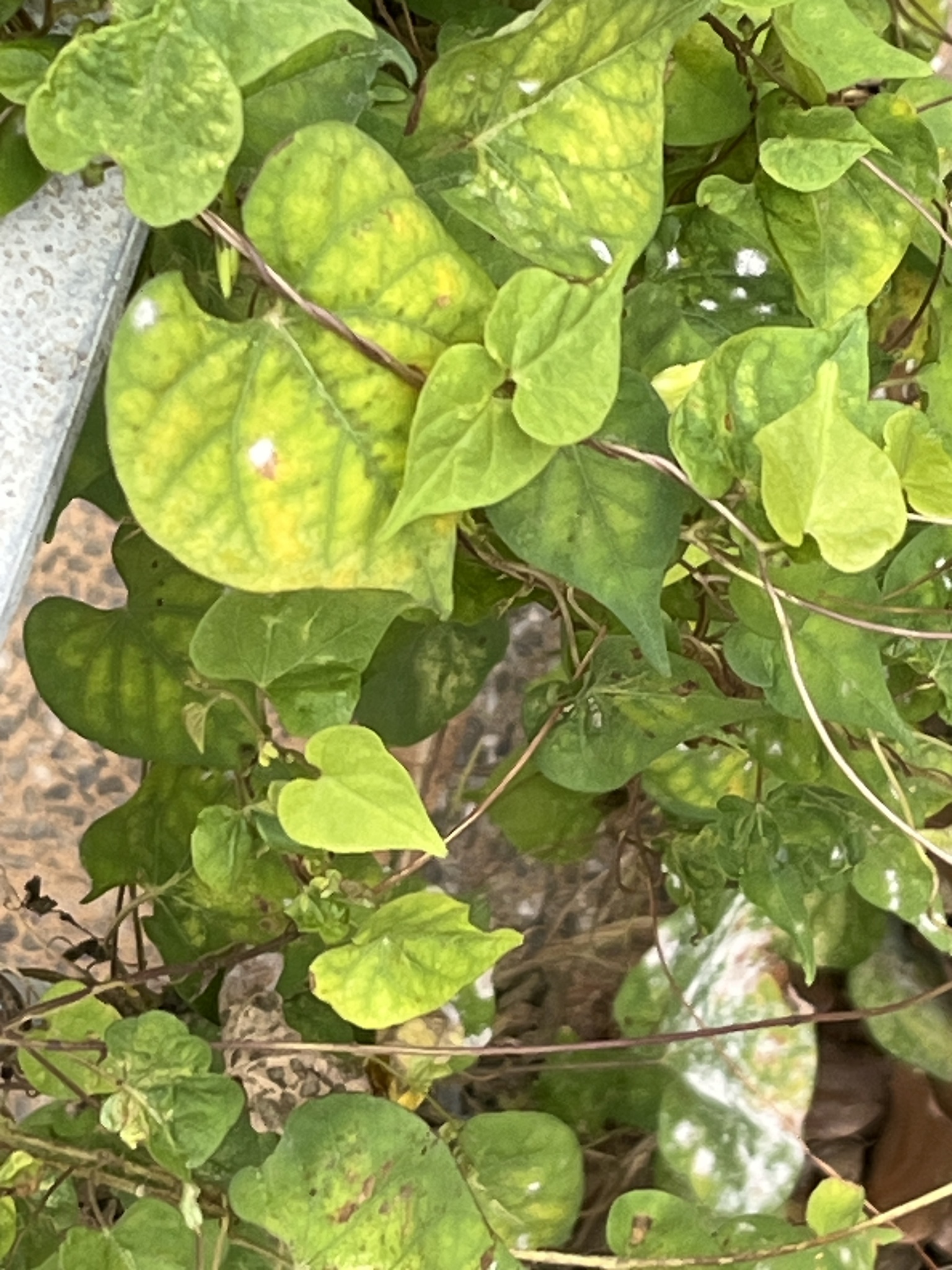 Imagem de Sete-léguas