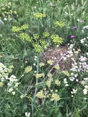 Laserpitium gaudinii