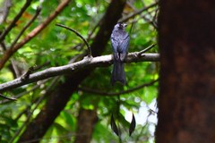 Dicrurus paradiseus paradiseus