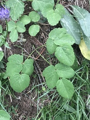 Laserpitium gaudinii