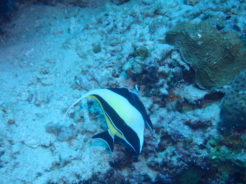 Moorish Idol