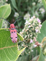 Tetraopes annulatus