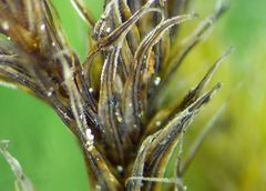 Bryomyces microcarpus rhacomitri