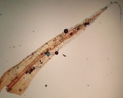 Bryomyces microcarpus rhacomitri