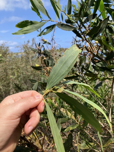 Acácia-dourada