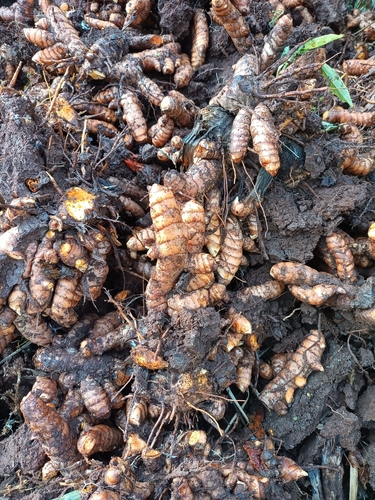 Turmeric