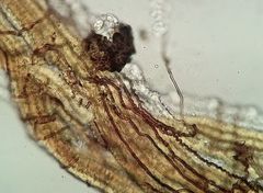 Bryomyces microcarpus rhacomitri