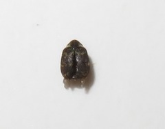 Anthrenus fuscus
