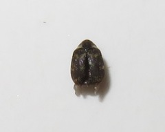 Anthrenus fuscus
