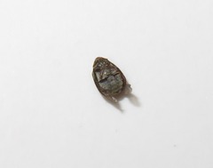 Anthrenus fuscus