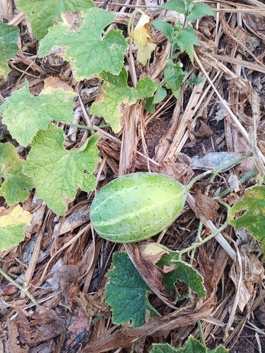 Cucumis sacleuxii