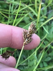 Carex leporina