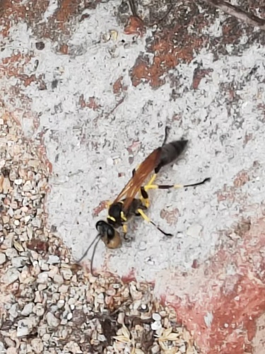 Sceliphron madraspatanum