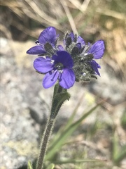 Veronica bellidioides