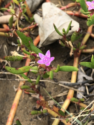 Beldroega-da-praia