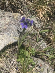Veronica bellidioides