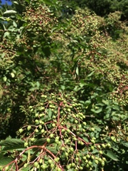 Sambucus nigra