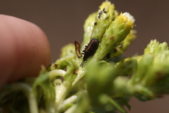 Microrhopala rubrolineata