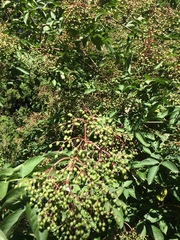 Sambucus nigra