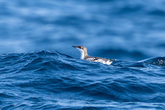 Long-Billed Murrelet photo 2