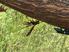 Polistes comanchus navajoe