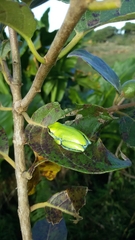 Heterixalus boettgeri
