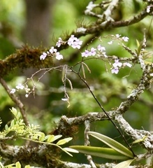 Ionopsis utricularioides
