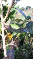 Heterixalus boettgeri