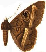 Cyligramma magus