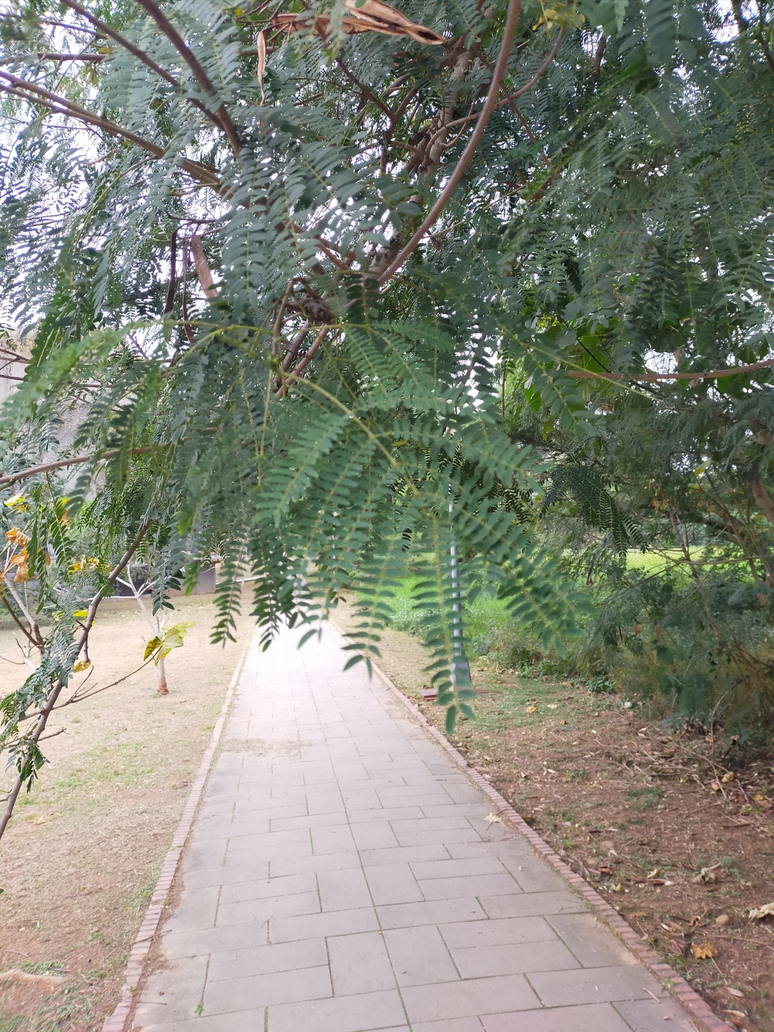 Imagem de Leucena ou Árvore-do-Conflito