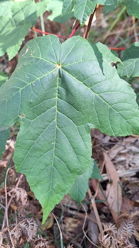 Foto de Sicomoro