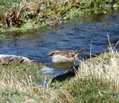 Cinclodes atacamensis