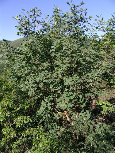 Acer monspessulanum ibericum