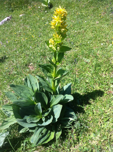 Great Yellow Gentian (Gentiana lutea)  iNaturalist